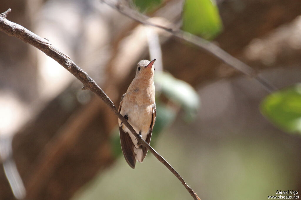 Colibri trompeuradulte