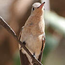 Colibri trompeur