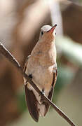 Buffy Hummingbird