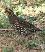 Crested Bobwhite