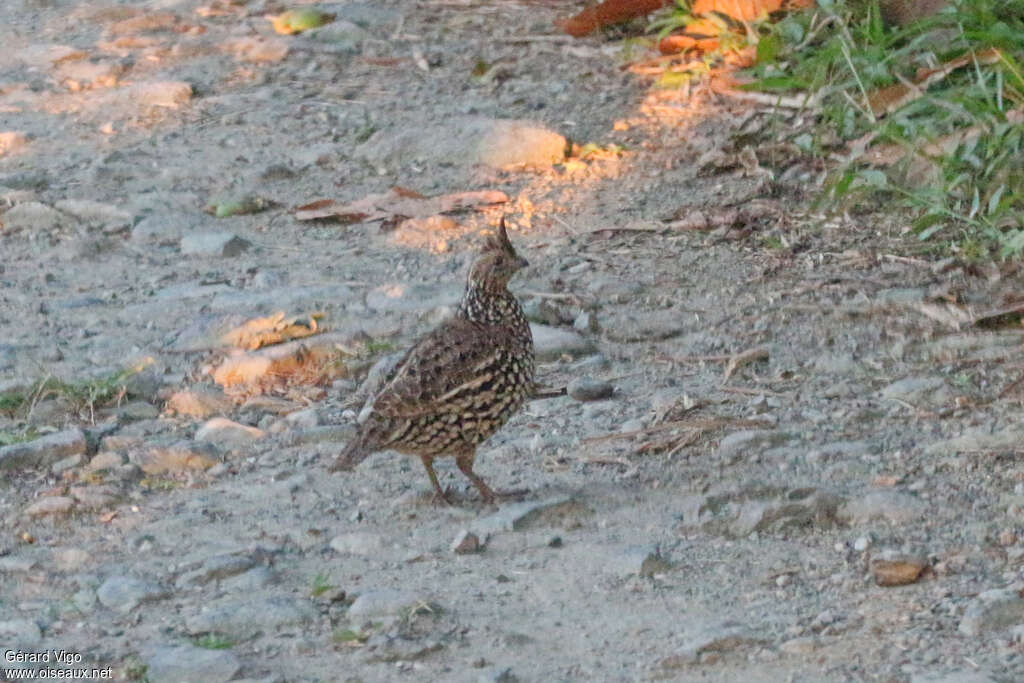 Crested Bobwhite female adult, identification