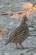 Crested Bobwhite