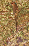 Blue-naped Mousebird