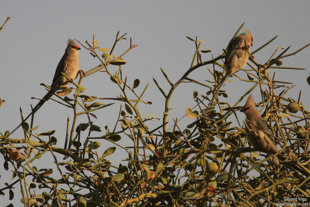 Blue-naped Mousebirdadult