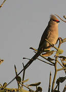 Blue-naped Mousebird