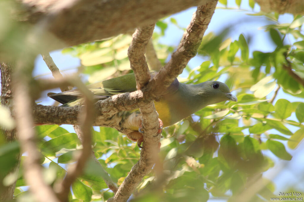 Bruce's Green Pigeonadult