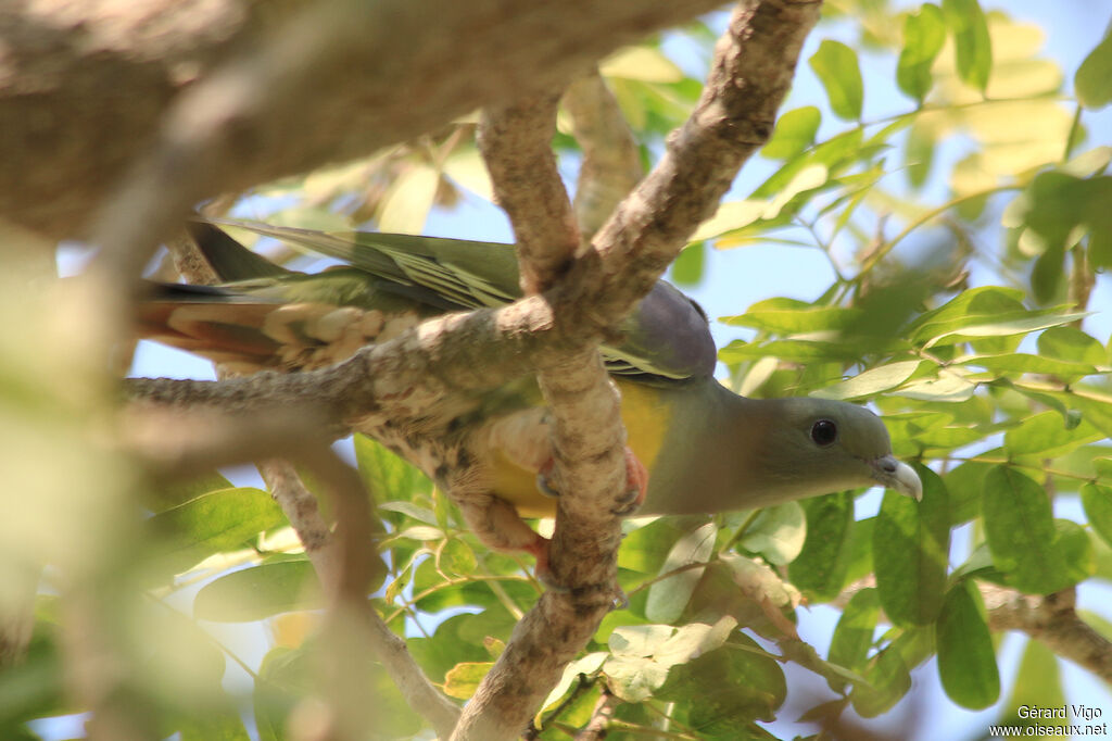 Bruce's Green Pigeonadult