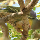 Colombar waalia