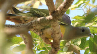 Bruce's Green Pigeon