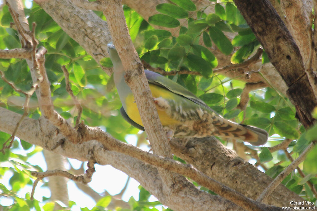 Bruce's Green Pigeonadult