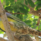 Colombar waalia