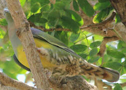 Bruce's Green Pigeon