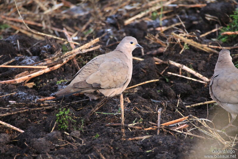 Black-winged Ground Doveadult