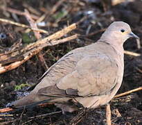 Black-winged Ground Dove