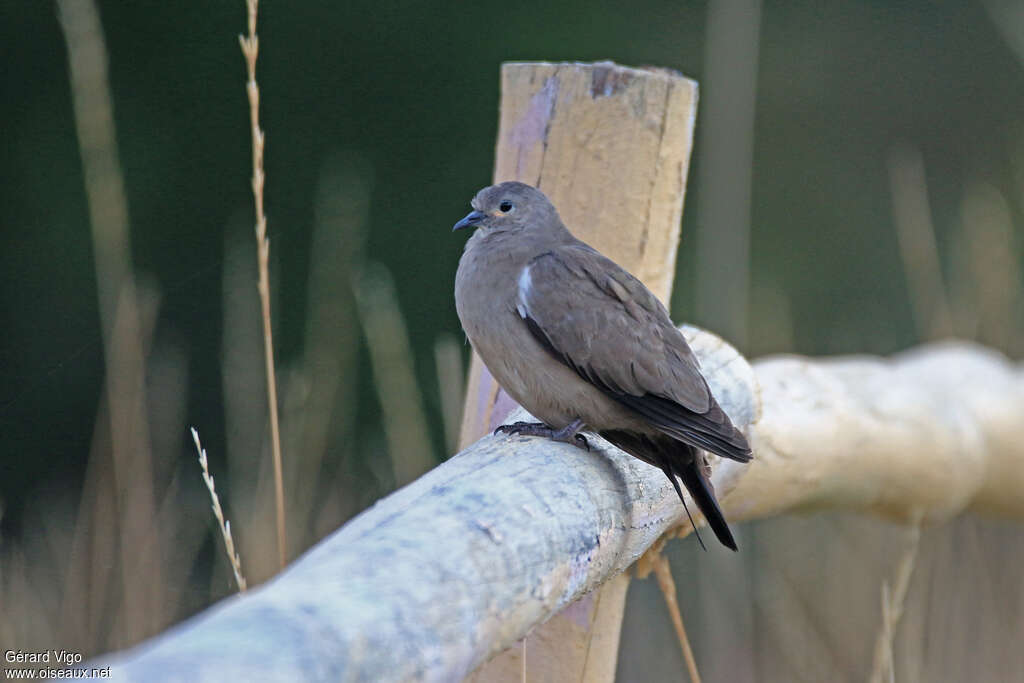 Black-winged Ground Doveadult, identification