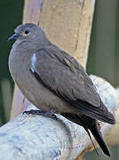 Black-winged Ground Dove