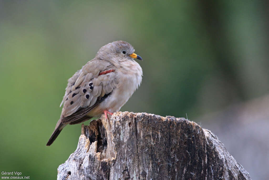 Croaking Ground Doveadult, identification