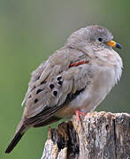 Croaking Ground Dove