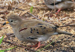 Croaking Ground Dove