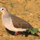 Colombe à front gris