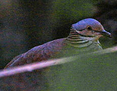 White-throated Quail-Dove