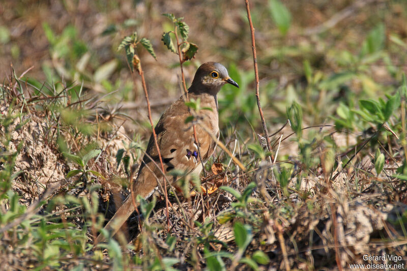 Long-tailed Ground Doveadult