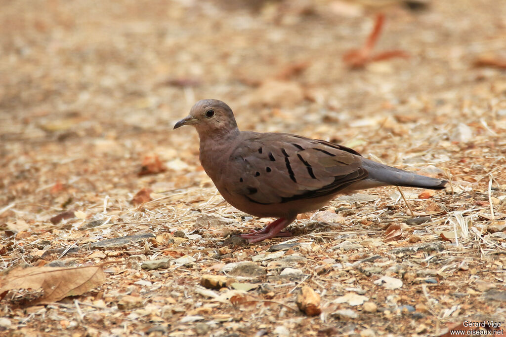 Ecuadorian Ground Doveadult