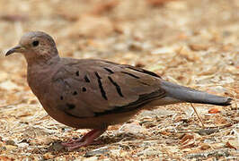 Ecuadorian Ground Dove