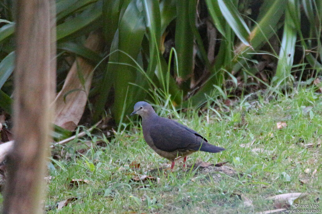 Tolima Doveadult