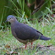 Tolima Dove