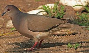 White-tipped Dove