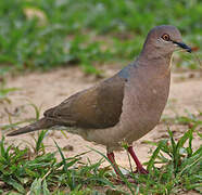 White-tipped Dove