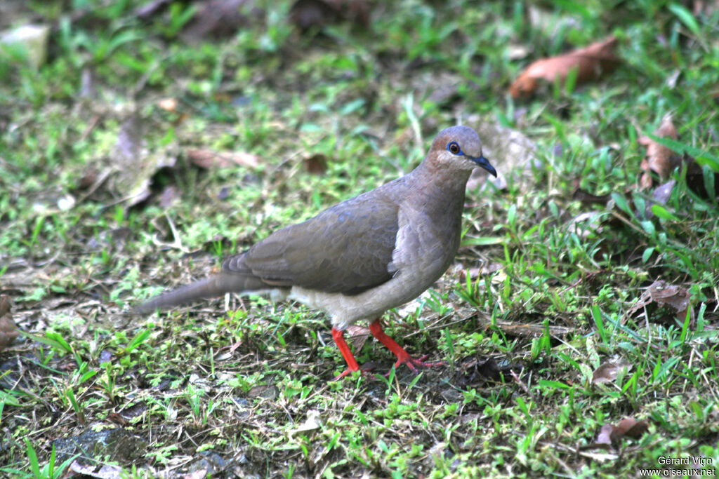 White-tipped Doveadult