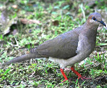 White-tipped Dove