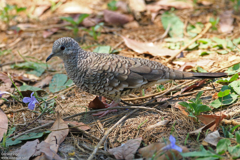 Colombe écailléeadulte, identification