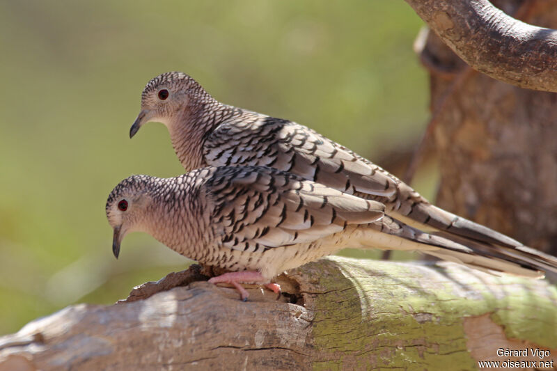 Scaled Doveadult