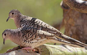 Scaled Dove