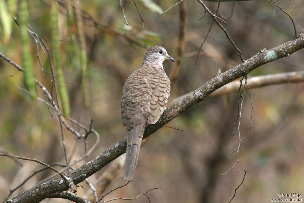 Colombe incaadulte