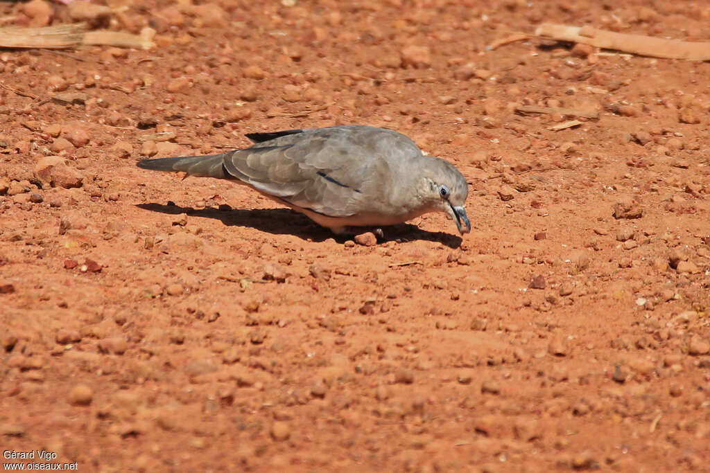 Picui Ground Doveadult, eats