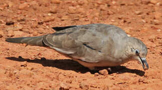 Picui Ground Dove