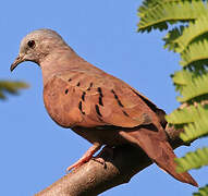 Ruddy Ground Dove