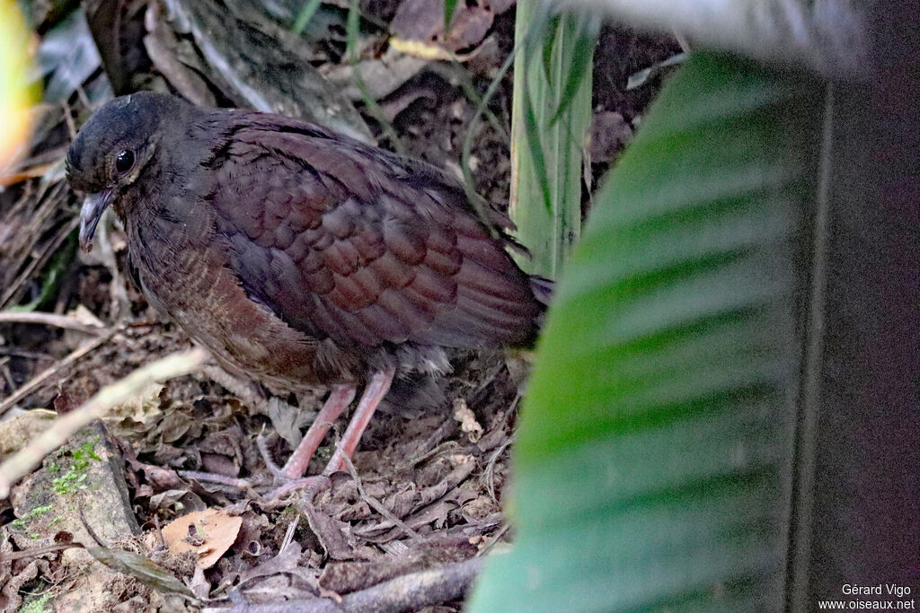 Ruddy Quail-Dove female adult