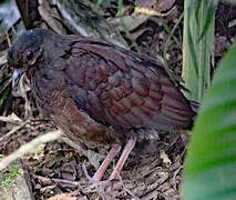 Ruddy Quail-Dove