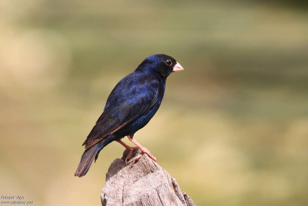 Village Indigobird male adult, identification