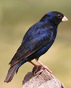 Village Indigobird