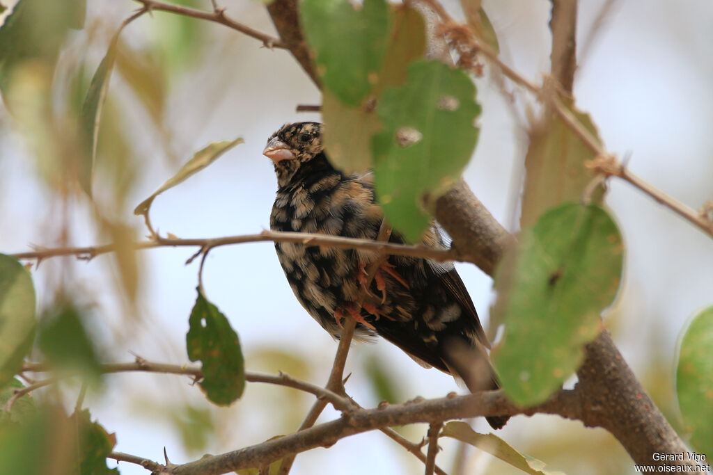 Village Indigobird male adult transition