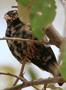 Village Indigobird