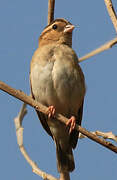 Village Indigobird