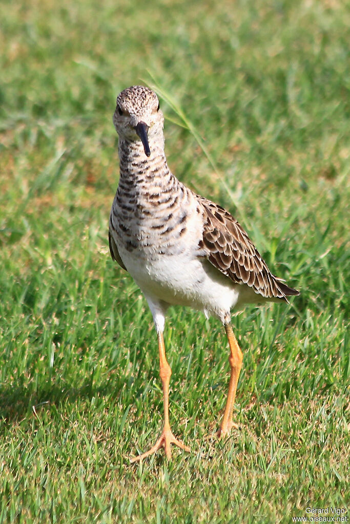 Ruff female adult