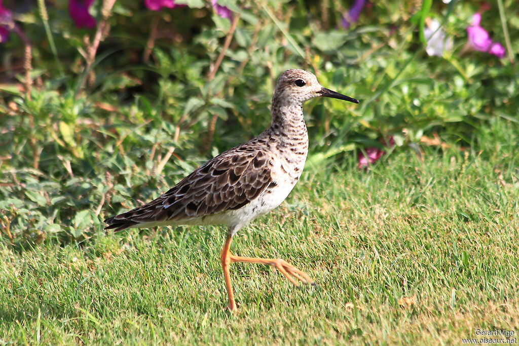 Ruff female adult